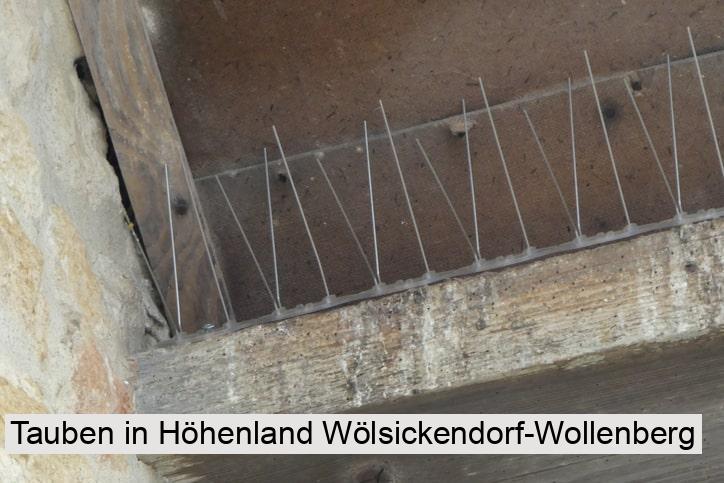 Tauben in Höhenland Wölsickendorf-Wollenberg